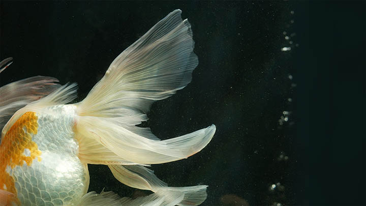 搜狗输入法下载：Windows系统多版本兼容技巧与疑难解答 二