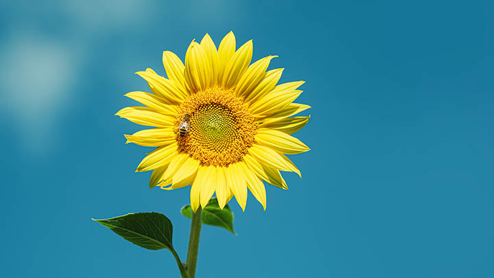 搜狗输入法怎么启动？一键设置启动技巧详解 二