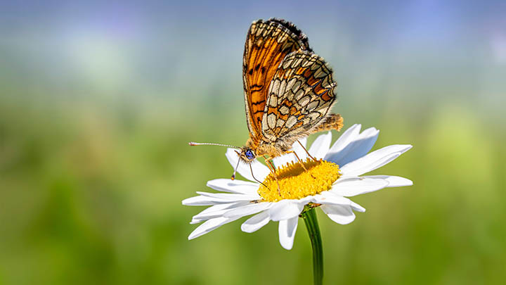 搜狗电脑如何下载输入法？最全安装指南教你轻松解决 二