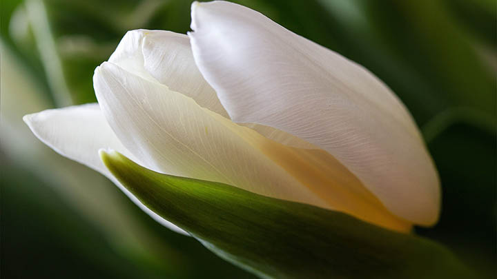 搜狗输入法怎么运营下载？多个渠道获取详细图解攻略 二