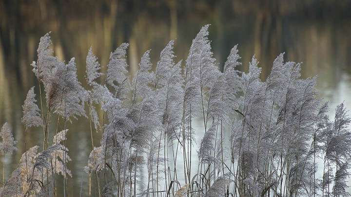 MacBook搜狗输入法下载全攻略：官方渠道获取与安装详细教程 二