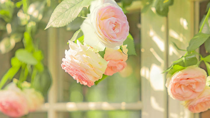 搜狗输入法Linux版怎么下载？最全教程秒解决！ 二