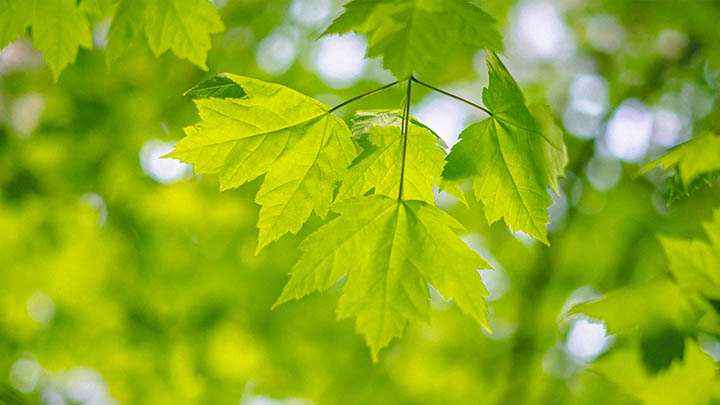 搜狗输入法怎么下载使用？超实用安装教程详解全平台适配攻略 二